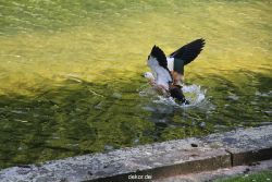 duesseldorf-schloss-benrath-tiere-068