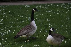 duesseldorf-schloss-benrath-tiere-075