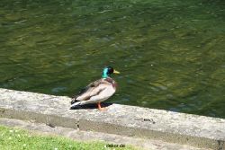 duesseldorf-schloss-benrath-tiere-076