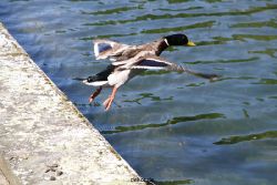 duesseldorf-schloss-benrath-tiere-077