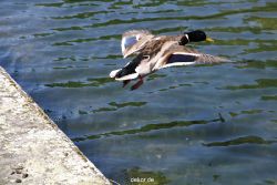 duesseldorf-schloss-benrath-tiere-078