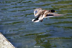 duesseldorf-schloss-benrath-tiere-079