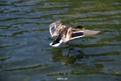 duesseldorf-schloss-benrath-tiere-080