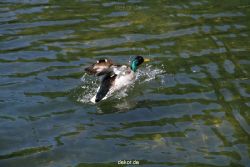 duesseldorf-schloss-benrath-tiere-081