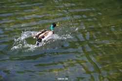 duesseldorf-schloss-benrath-tiere-082