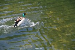 duesseldorf-schloss-benrath-tiere-083