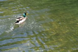 duesseldorf-schloss-benrath-tiere-085