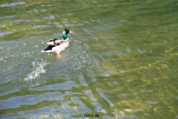 duesseldorf-schloss-benrath-tiere-086