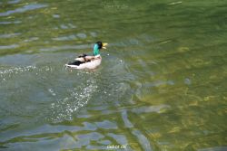 duesseldorf-schloss-benrath-tiere-088