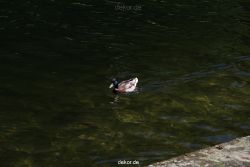 duesseldorf-schloss-benrath-tiere-090