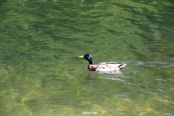 duesseldorf-schloss-benrath-tiere-091