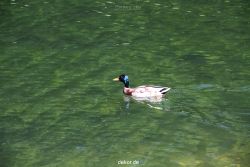 duesseldorf-schloss-benrath-tiere-092