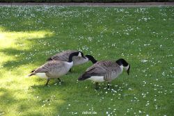 duesseldorf-schloss-benrath-tiere-093
