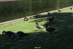 duesseldorf-schloss-benrath-tiere-094