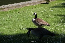 duesseldorf-schloss-benrath-tiere-095