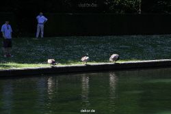 duesseldorf-schloss-benrath-tiere-096
