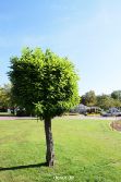 hamm-maximilianpark-006