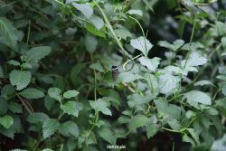 hamm-maxipark-schmetterlingshaus-004