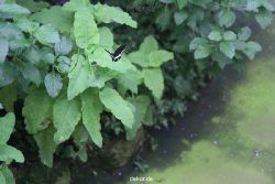 hamm-maxipark-schmetterlingshaus-005