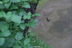 hamm-maxipark-schmetterlingshaus-006