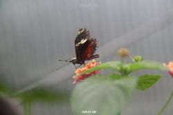 hamm-maxipark-schmetterlingshaus-015