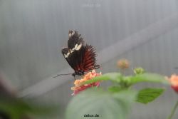 hamm-maxipark-schmetterlingshaus-016