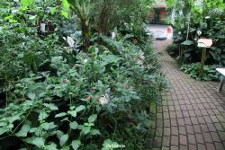 hamm-maxipark-schmetterlingshaus-018