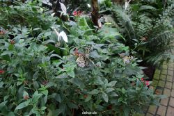 hamm-maxipark-schmetterlingshaus-019