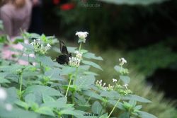 hamm-maxipark-schmetterlingshaus-038