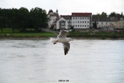 neuwied-ort-032