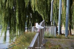 neuwied-ort-038