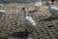 neuwied-ort-039
