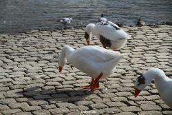 neuwied-ort-040