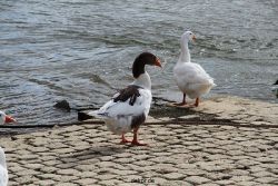 neuwied-ort-042