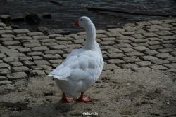 neuwied-ort-044