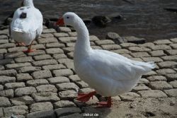 neuwied-ort-045