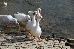 neuwied-ort-051