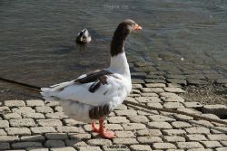 neuwied-ort-053