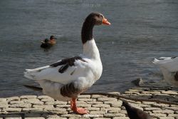 neuwied-ort-054