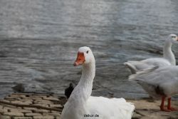 neuwied-ort-058