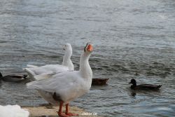 neuwied-ort-059