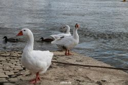 neuwied-ort-060