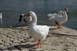 neuwied-ort-061