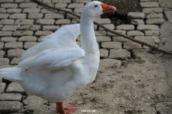 neuwied-ort-064