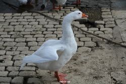 neuwied-ort-066