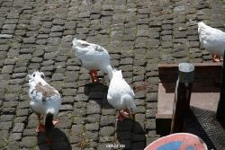 neuwied-ort-073