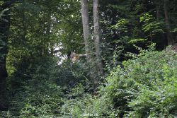 velbert-neviges-kreuzweg-049