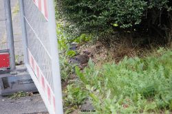 wuppertal-doeppersberg-abriss-busauffahrt-071