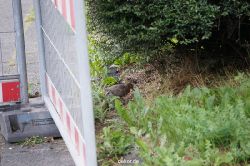 wuppertal-doeppersberg-abriss-busauffahrt-073