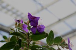 wuppertal-hardt-botanischer-garten-2013-003